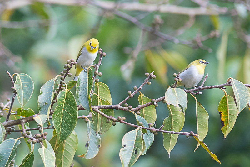 Indische Brilvogel